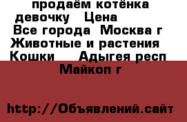 продаём котёнка девочку › Цена ­ 6 500 - Все города, Москва г. Животные и растения » Кошки   . Адыгея респ.,Майкоп г.